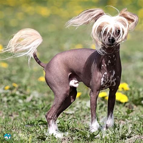 Chinese Crested