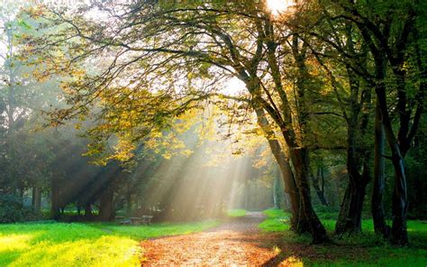 Trees Plants Branch Nature Mist Forest Road Sun Rays Hd