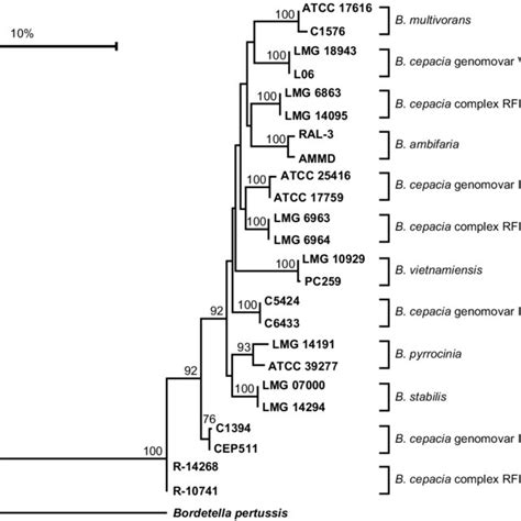 Phylogenetic Tree Of Reca Sequences From Strains Of The Current B