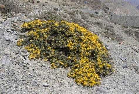 Jammu And Kashmir Medicinal Plants Introduction Centre Buy Caragana