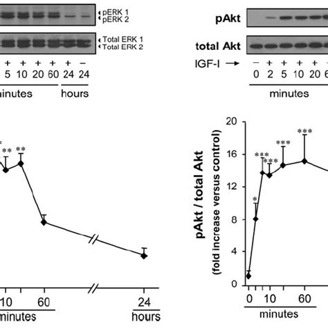 GH activates MAPK and PI3K dependent signaling pathways in primary ...