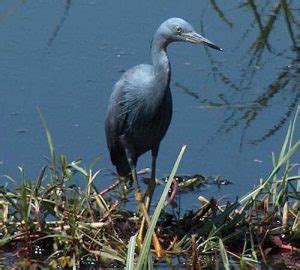 Ardeidae Index - Herons, Egrets, And Bitterns