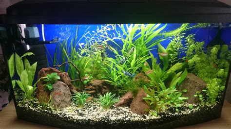 51 best Siamese Algae Eater images on Pholder | Aquariums, Planted Tank