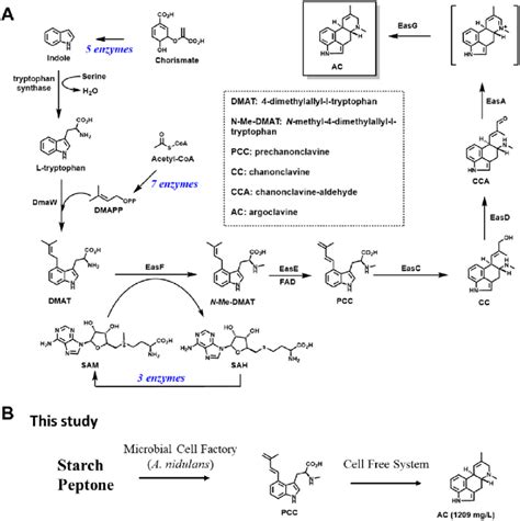 The Biosynthetic Pathway Of Ac A The Biosynthetic Pathway Of Ac In