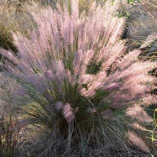 Muhlenbergia Pink Flamingo Full Sun Tall Wide Ornamental