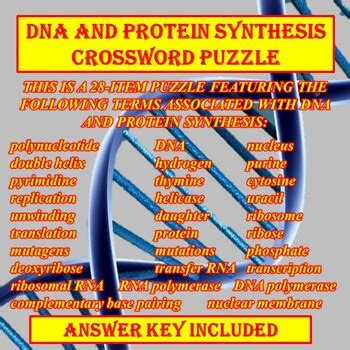 Dna And Protein Synthesis Crossword Puzzle Cell Biology By Science Brian