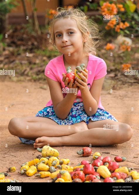 Cashew Nut Goa Hi Res Stock Photography And Images Alamy