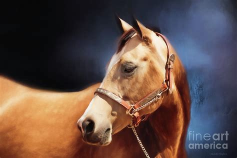 Buckskin On Blue Photograph By Michelle Wrighton Fine Art America