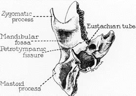 Petrotympanic fissure - Location, Function and Pictures