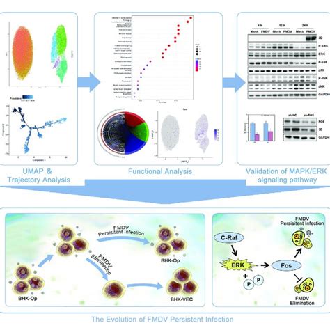 | The schematic diagram depicting the regulation of MAPK/ERK signaling ... 
