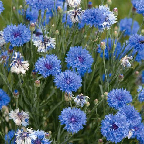 Схема вышивки «васельки» (№8154) - Вышивка крестом