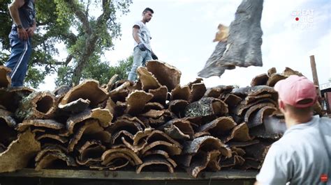 How the Bark to Make Cork is Harvested from Cork Oak Trees - Core77