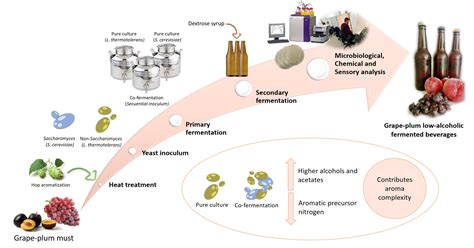 Alcoholic Fermentation