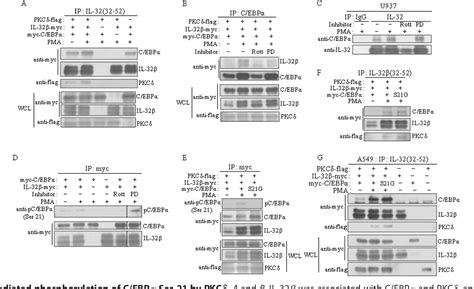 Figure 6 from Interleukin IL 32β mediated CCAAT Enhancer binding