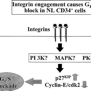 Cell Cycle Regulation In Hematopoietic Progenitors By Integrins In