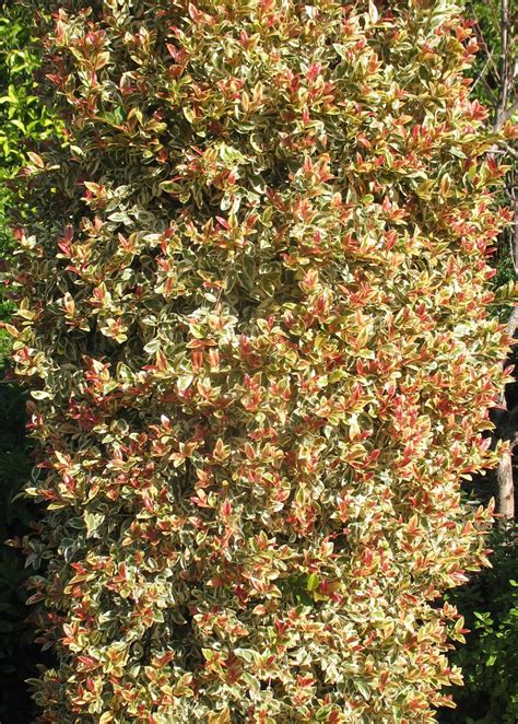 Online Plant Guide Eugenia Myrtifolia Variegata Lemon Swirl