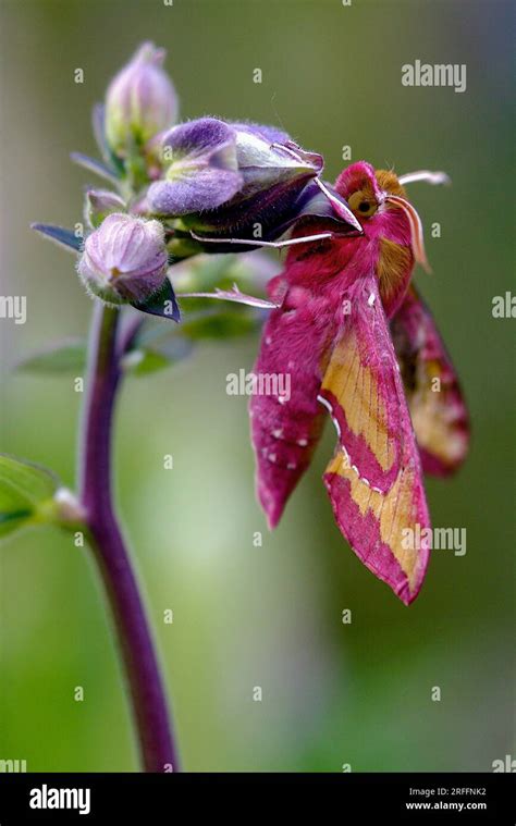 Jardin De Vigne Hi Res Stock Photography And Images Alamy