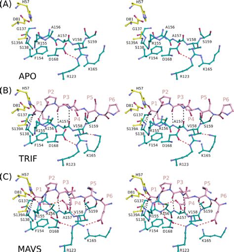 Stereo view of host cell product binding to NS3/4A protease. The ... 