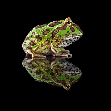 Рогатая Лягушка купить в Москве по выгодной цене в зоомагазине «Panteric»