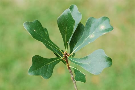 Quercus Nigra Leaves