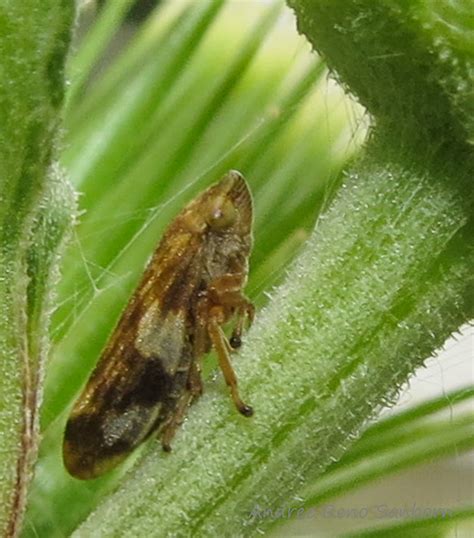 Meadow Spittlebug Philaenus Spumarius July Flickr