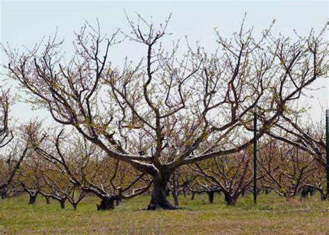 How To Prune A Peach Tree Step By Step Guide