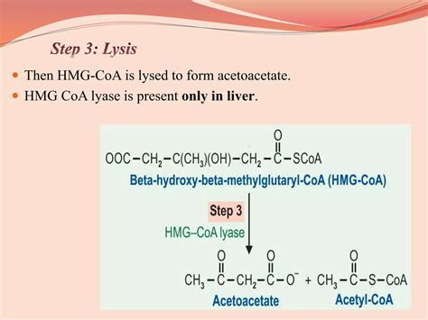 Triglyceride Metabolism Ppt