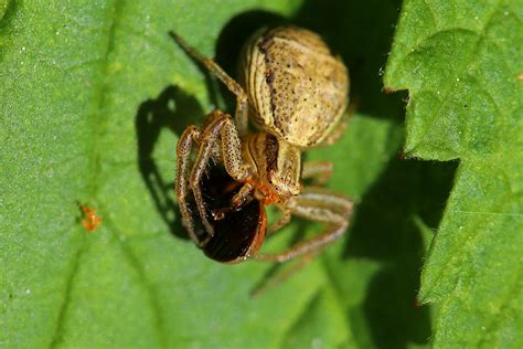 Xysticus Sp May Fovslet Forest Kolding Denmark Erland