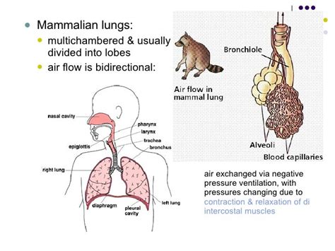 Respiratory System