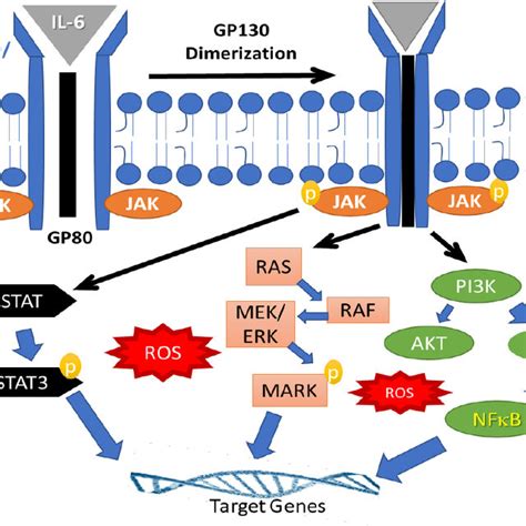 Multiple Signaling Cascades Are Activated Following Il 6 Binding To Its