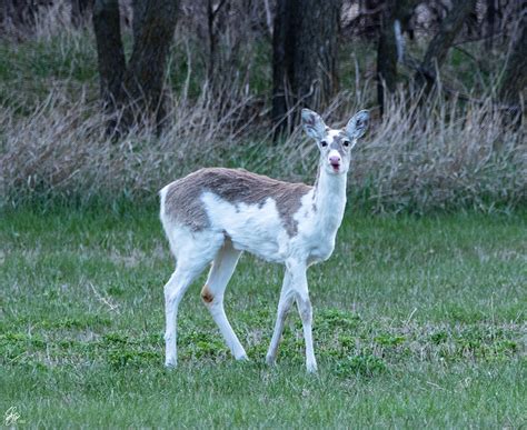 Rare Piebald Whitetail on Behance