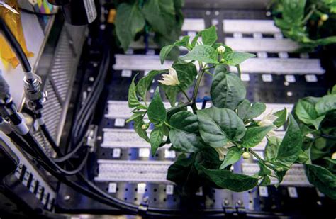 Propagating Chili Peppers On The Iss