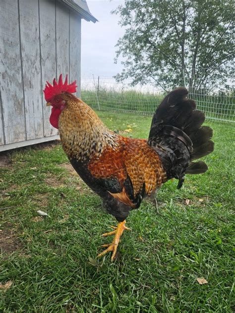 Olive Egger Chickens Chicks For Sale Cackle Hatchery