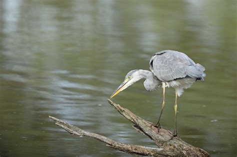 OISEAUX de Jean Pierre CAPPE 31 août 2020 Blongios Martins pêcheurs