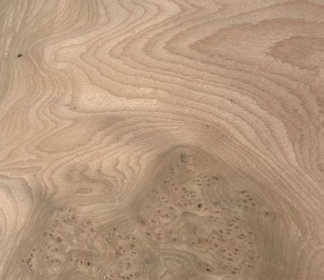 Elm Carpathian Burl Wood Veneer Sheet A Grade Jso Wood Products