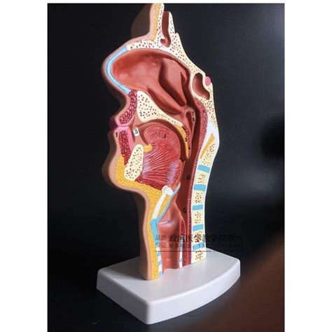 Human Nasal Cavity Throat Anatomy Model Pharyngeal Nasal Oral