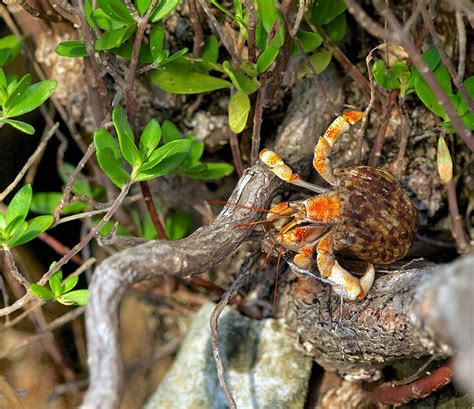 Orange Hermit Crab Background Images HD Pictures And Wallpaper For