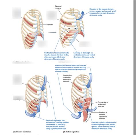 Rib Cage Muscles Diagram / Lawyersnaperville Org All About Human ...