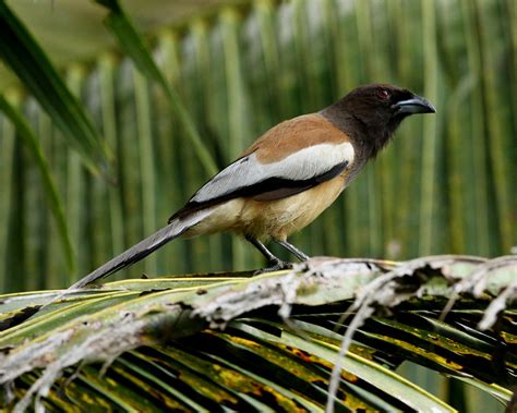 Rufous Treepie Wildlife Of Goodearth Malhar Bangalore Inaturalist