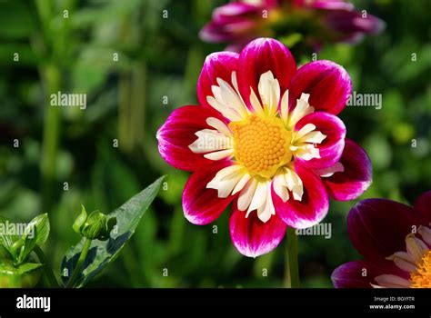 Dahlia Hi Res Stock Photography And Images Alamy