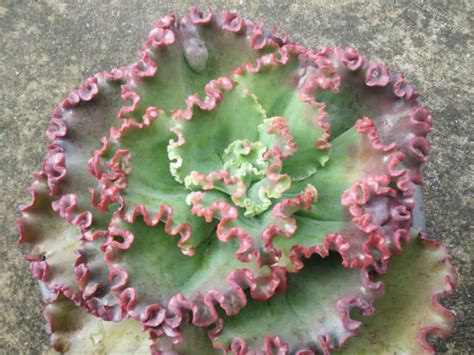 Echeveria Electra Tudo Sobre Essa Suculenta Guia Das Suculentas