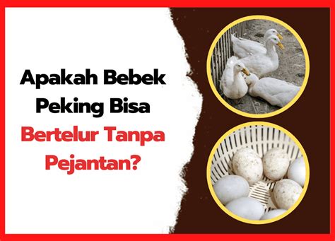 Apakah Bebek Peking Bisa Bertelur Tanpa Pejantan HOBI TERNAK