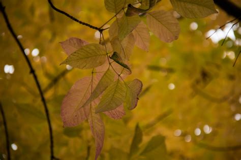 Wallpaper Sunlight Nature Park Branch Green Yellow Light Color