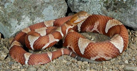 10 Mind Blowing Copperhead Snake Facts Theyre All True A Z Animals