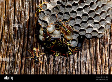 Common Wasp Vespula Vulgaris Adult Standing On Nest Normandy Stock