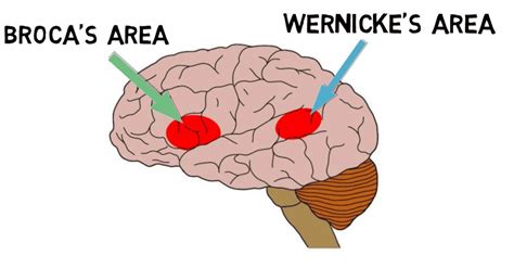 Wernicke’s Area | Location and Function | Practical Psychology