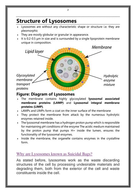 Solution Lysosomes And Orgenelles Biogenesis Complete Notes And