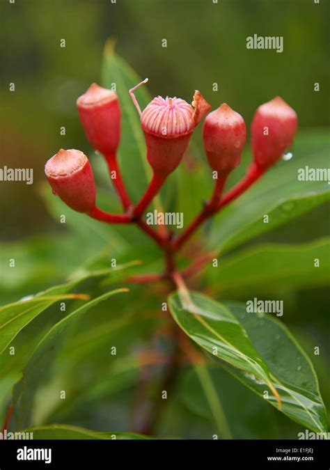 Eucalyptus Flower Hi Res Stock Photography And Images Alamy