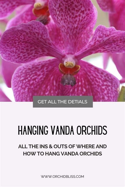 8 Tips For Caring For Vanda Orchids Orchid Bliss