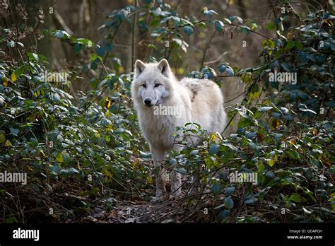 ARCTIC WOLF Canis Lupus Tundrarum ADULT Stock Photo Alamy